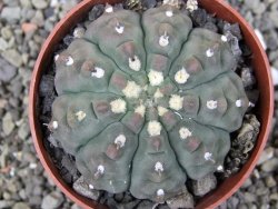 Gymnocalycium vatteri unguispinum ( inermis), květináč 6,5 cm - 12411672
