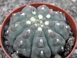 Gymnocalycium vatteri unguispinum ( inermis), květináč 6,5 cm