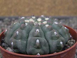 Gymnocalycium vatteri unguispinum ( inermis), květináč 6,5 cm - 12411674