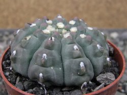 Gymnocalycium vatteri unguispinum ( inermis), květináč 6,5 cm - 12411675