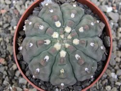 Gymnocalycium vatteri unguispinum ( inermis), květináč 6,5 cm - 12411677