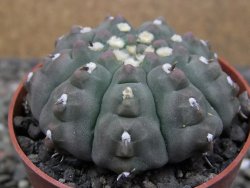 Gymnocalycium vatteri unguispinum ( inermis), květináč 6,5 cm - 12411678