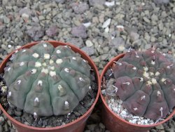 Gymnocalycium vatteri unguispinum ( inermis), květináč 6,5 cm - 12411679