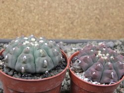 Gymnocalycium vatteri unguispinum ( inermis), květináč 6,5 cm - 12411680