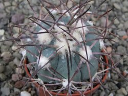 Echinocactus horizonthalonius pot 5,5 cm