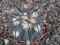 Echinocactus horizonthalonius pot 5,5 cm - 12411683