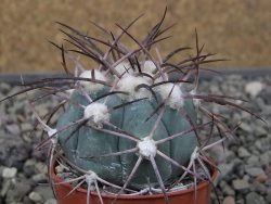 Echinocactus horizonthalonius pot 5,5 cm - 12411686