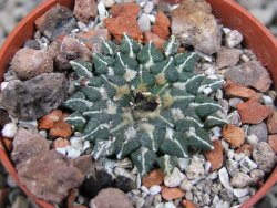 Ariocarpus kotschoubeyanus albiflorus Tula pot 5,5 cm