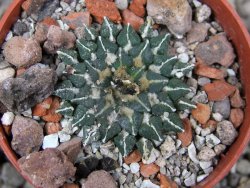 Ariocarpus kotschoubeyanus albiflorus Tula pot 5,5 cm - 12411688