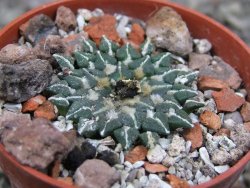 Ariocarpus kotschoubeyanus albiflorus Tula pot 5,5 cm - 12411689
