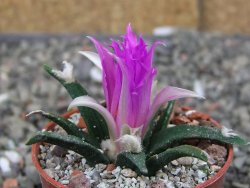 Ariocarpus agavoides pot 5,5 cm cites IA