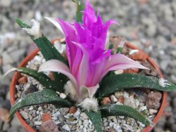 Ariocarpus agavoides pot 5,5 cm cites IA - 12411691