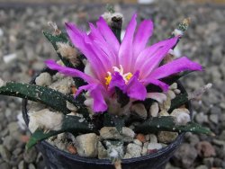 Ariocarpus agavoides pot 5,5 cm cites IA - 12411694