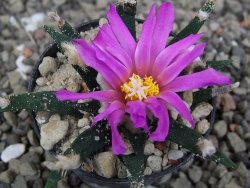 Ariocarpus agavoides pot 5,5 cm cites IA - 12411695