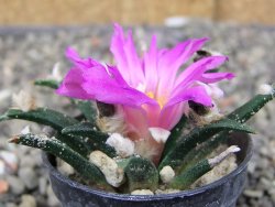 Ariocarpus agavoides pot 5,5 cm cites IA - 12411699