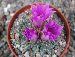 Ariocarpus kotschoubeyanus sladkovskii Rio Verde pot 5,5 cm - 12411701