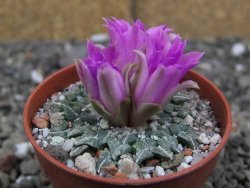 Ariocarpus kotschoubeyanus sladkovskii Rio Verde pot 5,5 cm - 12411702