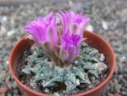 Ariocarpus kotschoubeyanus sladkovskii Rio Verde pot 5,5 cm - 12411703