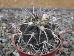 Gymnocalycium spegazzinii VS 120 Capillitas, květináč 5,5 cm - 12411707
