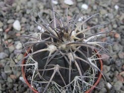 Gymnocalycium spegazzinii VS 120 Capillitas, květináč 5,5 cm - 12411709