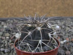 Gymnocalycium spegazzinii VS 120 Capillitas, květináč 5,5 cm - 12411710