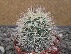Echinocereus coccineus, květináč 6,5 cm - 12411713