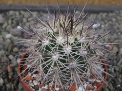 Echinocereus coccineus, květináč 6,5 cm