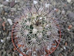 Echinocereus coccineus, květináč 6,5 cm - 12411716