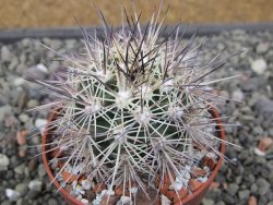 Echinocereus coccineus, květináč 6,5 cm - 12411717