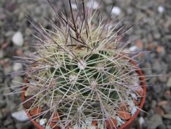 Echinocereus coccineus, květináč 5,5 cm