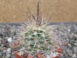 Echinocereus coccineus, květináč 5,5 cm - 12411721