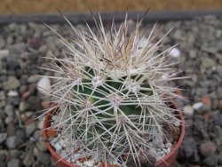 Echinocereus coccineus, květináč 5,5 cm - 12411723