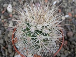 Echinocereus coccineus, květináč 5,5 cm - 12411724