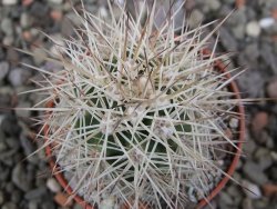 Echinocereus coccineus, květináč 5,5 cm