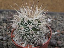 Echinocereus coccineus, květináč 5,5 cm - 12411726