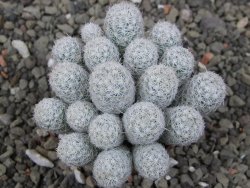 Escobaria sneedii SB 730 Eddy Co. NM, CITES IA pot 5,5 cm, seedling - 12411727