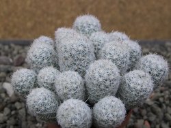 Escobaria sneedii SB 730 Eddy Co. NM, CITES IA pot 5,5 cm, seedling - 12411729