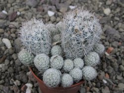 Escobaria sneedii SB 730 Eddy Co. NM, CITES IA pot 5,5 cm, seedling - 12411731
