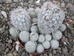 Escobaria sneedii SB 730 Eddy Co. NM, CITES IA pot 5,5 cm, seedling