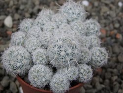 Escobaria sneedii SB 730 Eddy Co. NM, CITES IA pot 5,5 cm, seedling - 12411734