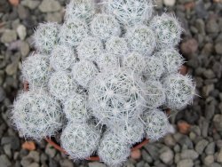 Escobaria sneedii SB 730 Eddy Co. NM, CITES IA pot 5,5 cm, seedling