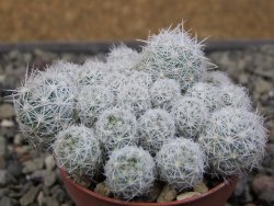 Escobaria sneedii SB 730 Eddy Co. NM, CITES IA pot 5,5 cm, seedling - 12411736
