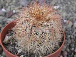 Echinocereus reichenbachii, pot 6,5 cm