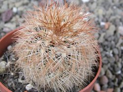 Echinocereus reichenbachii, pot 6,5 cm - 12411738