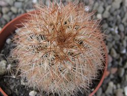 Echinocereus reichenbachii, pot 6,5 cm - 12411739