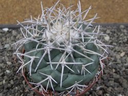 Coryphantha poselgeriana valida El Hundido květináč 9 cm