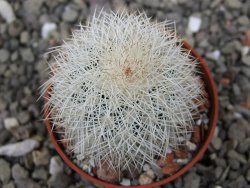 Echinocereus dasyacanthus Brewster pot 5,5 cm - 12411749