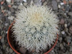 Echinocereus dasyacanthus Brewster pot 5,5 cm - 12411753