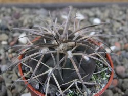 Gymnocalycium spegazzinii VS 120 Capillitas, květináč 5,5 cm - 12411756