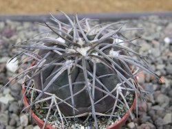 Gymnocalycium spegazzinii VS 120 Capillitas, květináč 5,5 cm - 12411759